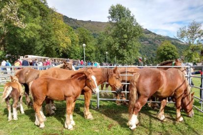 Imagen de la feria ganadera de Les que dió paso a la de hoy en Salardú. 