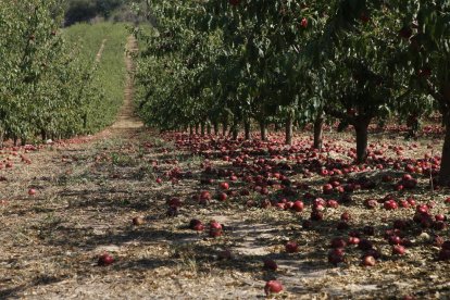 Aquesta finca palesa, en una imatge de dimarts, els estralls causats per la pedra a Alcarràs.