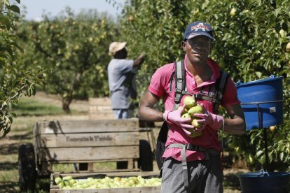 Temporeros en la campaña de la fruta en Lérida.