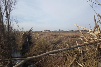 Los árboles rodeaban el cauce de la acequia del canal. 