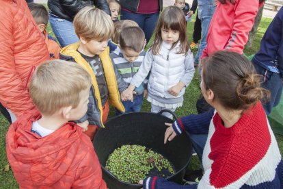 Los niños, recogieron las aceitunas de los árboles. 