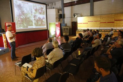 Un moment de la 22 exposició de l’IRTA de noves varietats de fruita de pinyol a Gimenells