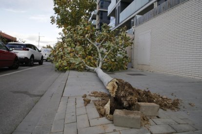 Árbol en Camí de Picos.