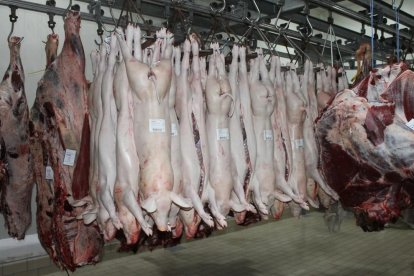 Imagen de un matadero con los animales recién sacrificados.