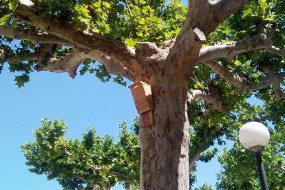 Una de les caixes niu instal·lades a la zona de les piscines.