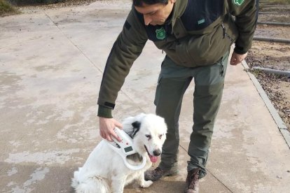 L’animal no portava el xip, però es va poder localitzar el propietari.