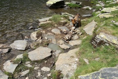 Imagen de la oveja muerta en el límite entre el Sobirà y Francia. 