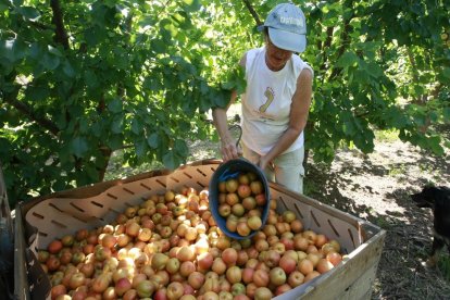 Imatge d’arxiu de collita d’albercocs en una finca de Lleida.