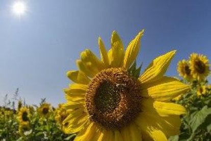 Bruselas da luz verde a restringir pesticidas dañinos para las abejas