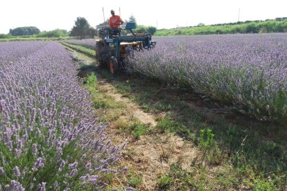 Prevén elaborar 100 litros de esencia de aceite de lavanda en Copa d’Or