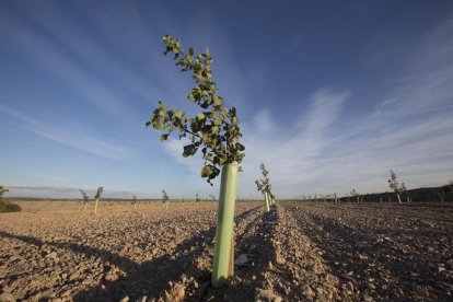 Plantación de pistachos en una finca promovida por Borges.