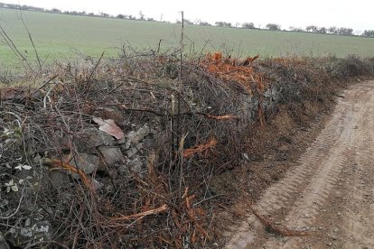 Imatge del camí de les Garrigues i arbres talats.