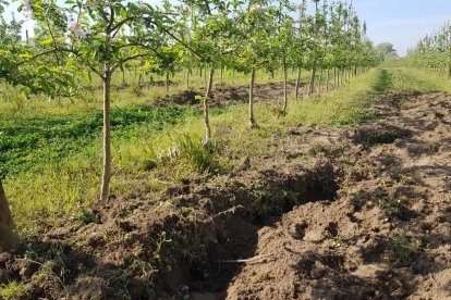 Un cultivo de l’Horta con un surco hecho por los jabalíes.