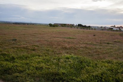 Los terrenos donde está previsto el huerto solar de Anglesola. 