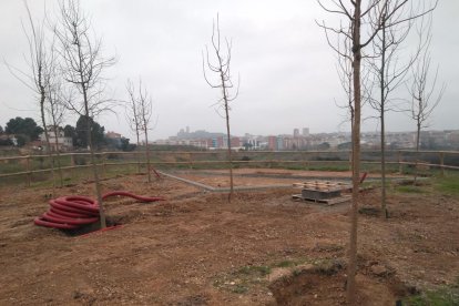 Nous arbres per als miradors del Secà de Sant Pere