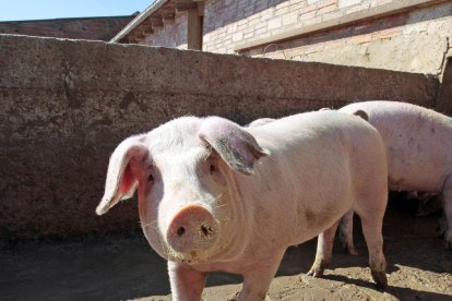 La meta es evitar que la PPA entre en las granjas porcinas germanas.