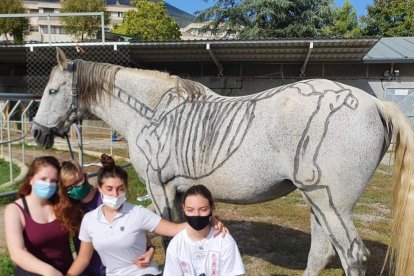 Els alumnes dibuixen les parts del cavall a classe de morfologia.