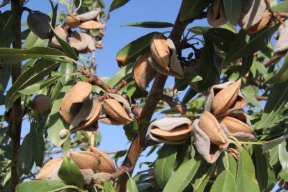 Imatge d’ametlles en una finca lleidatana.