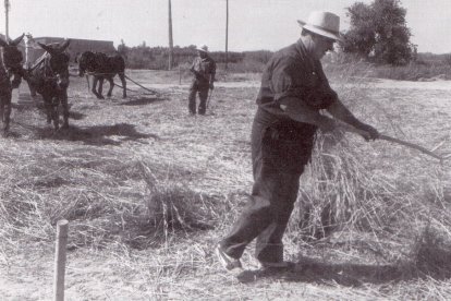 Imagen de archivo de la Festa del Segar i el Batre de La Fuliola hace 28 años. 