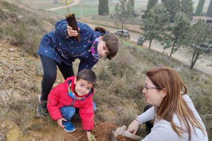 Planten unes 300 alzines en la Noguera