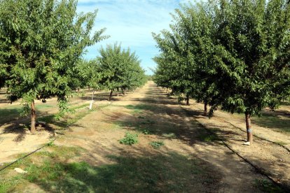 Finca experimental de almendros de la diputación en Maials.