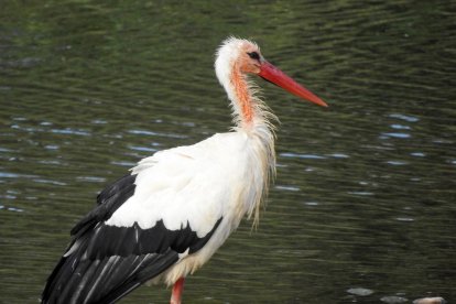 Imagen de una cigüeña con esta anomalía en el río Segre. 