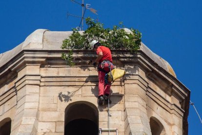 Uno de los técnicos retirando ayer la higuera del campanario. 