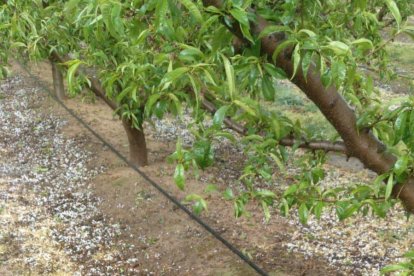 Imatge de pedra ahir en una finca d’Utxesa.