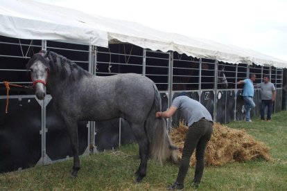 Tot a punt perquè obri l'EquiMollerussa