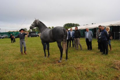 Les autoritats, davant d’un dels cavalls participants en el certamen.