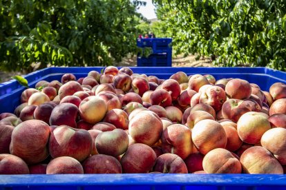 El Segrià és la comarca agrícola i ramadera més important de Catalunya i on també hi trobarem un ric patrimoni natural, cultural i una gastronomia inigualable, feta amb productes del territori.