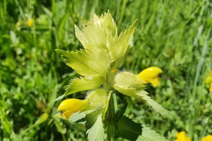 Troben al Parc Natural de l'Alt Pirineu una planta mai confirmada abans a la Península Ibèrica