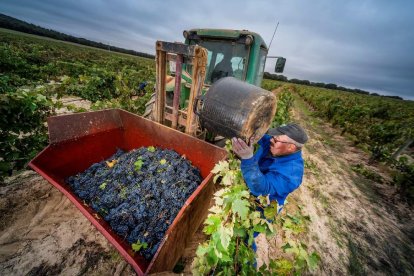 Imatge d’un agricultor en plenes tasques de la verema.