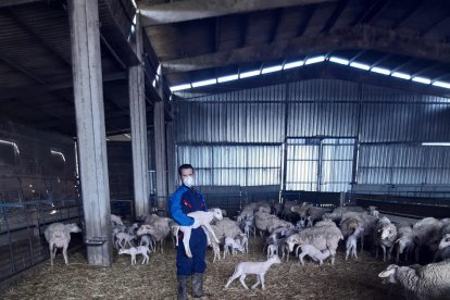 Els ramaders del sector oví viuen una profunda crisi per la caiguda del consum.