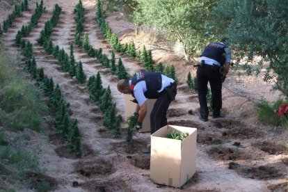 Los Mossos encontraron 1.800 plantas de marihuana en Flix.