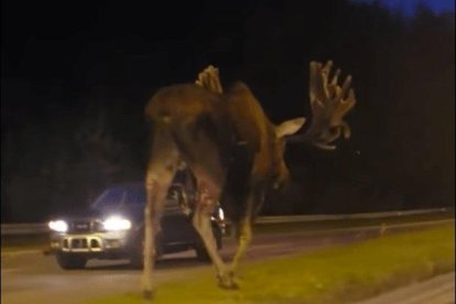 VÍDEO. Aparece un alce gigante paseando por una carretera de Alaska