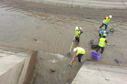 Imatge del rescat de peixos que s'està fent abans de buidar els canals de Balaguer, Térmens i Lleida.