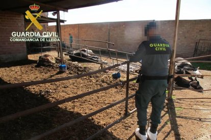 Agentes de la Guardia Civil en una actuación contra el maltrato animal en una granja leridana. 