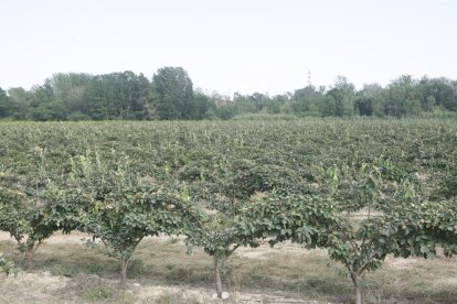 Una finca cultivada en el margen del Segre en la zona del Baix Segrià. 