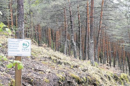 Imatge d'arxiu d'una zona de bosc a Malpàs.