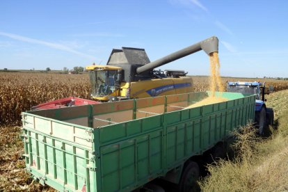 Labores de recolección de maíz en una finca de Linyola.