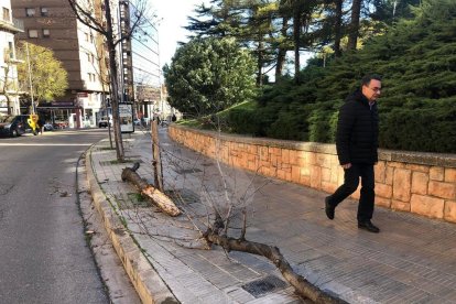 Arbres caiguts al carrer Salmeron de Lleida.