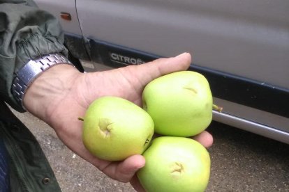 Manzana dañada por la tormenta de este martes en el Pla d'Urgell