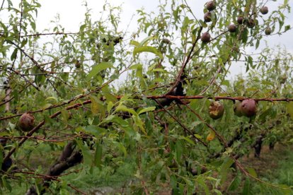 Un camp de nectarines a Bellpuig.