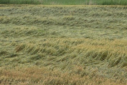 Cereals tombats per efecte de la pluja i el granís en una finca de Bellpuig.