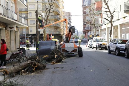 Talan cuatro árboles en el barrio de Cappont por prevención