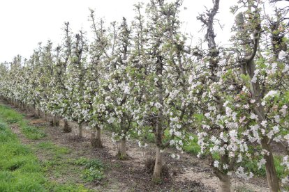 Las investigaciones se están llevando a cabo con manzanos, almendros y viñedos.