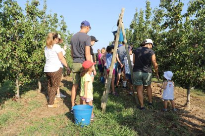 Agricultura preveu una campanya de la fruita amb preus 