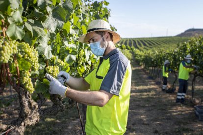 Un trabajador de Raimat recogiendo uva, en el inicio de la vendimia, el 3 de agosto de 2020.