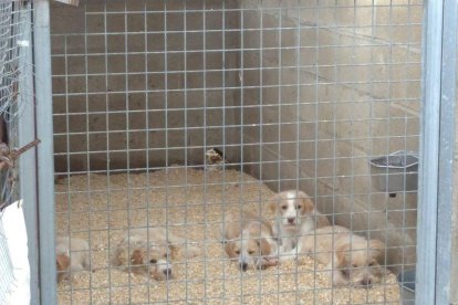 Amigos Peludos del Bajo Cinca va detectar un brot de parvo